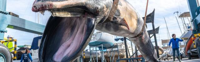 ŠOK PRIZOR Ogromno stvorenje nađeno u luksuznoj marini: Telo od 6,5 tona izvukli dizalicom!