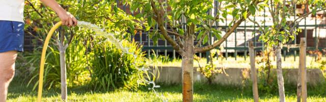 Kako i kada zalivati mlade voćke tokom prve godine: Fatalna greška zbog koje se tek posađena stabla osuše