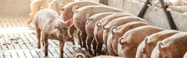 Svinjarstvo u Srbiji pred gašenjem? Farmeri upozoravaju na istorijski pad proizvodnje