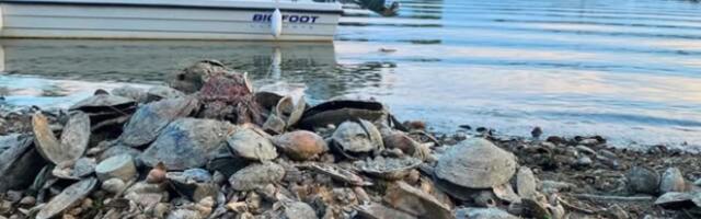 Šta su sve našli na obali, kad se Dunav povukao: Ovo je bilo neophodno (VIDEO)