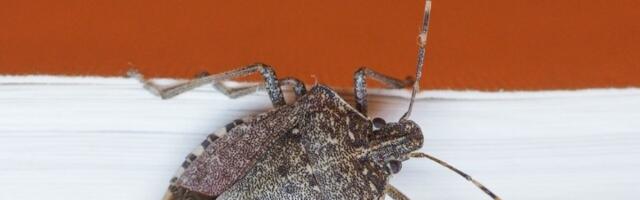 Rešite se dosadnih smrdibuba! Poprskajte vaše biljke ovim rastvorom