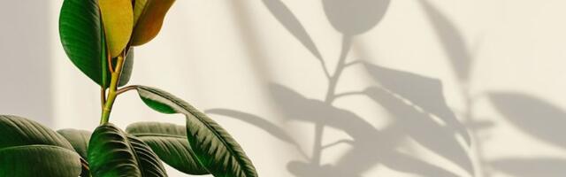 Zalivajte FIKUS ovim pićem i ima da RASTE kao lud! Jeftino je i ima ga svaka prodavnica