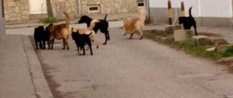 SREMSKA MITROVICA USVOJILA PROGRAM ZA NAPUŠTENE ŽIVOTINJE: Vlasnici pasa dobijaju nova pravila i strože obaveze