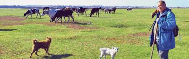 Нема празника за чобанина професионалца