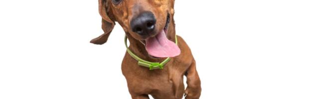 Da li vašeg psa spopadaju "zumi": Zašto nastaju, kada su normalni, a kad se treba obratiti stručnjaku