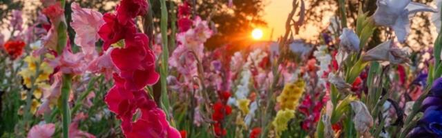 Magija u saksiji: 3 biljke koje sada treba da posadite za bujnu baštu na proleće (FOTO)
