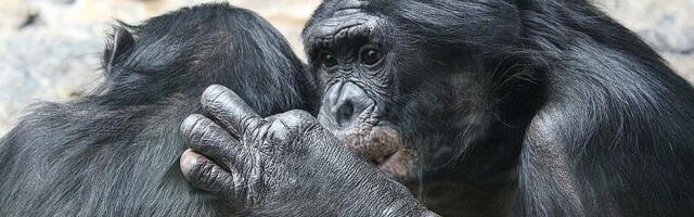 Zabeležen "građanski rat" među šimpanzama - podelili se na zapadne i centralne