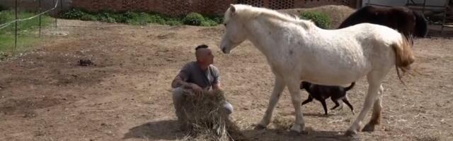 Drugi život napuštenih konja Srbije