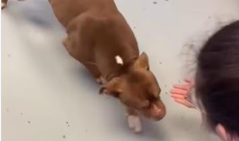 Pas i vlasnica ponovo ujedinjeni nakon godinu dana: Prišao joj bojažljivo, a onda je usledila eksplozija emocija (VIDEO)