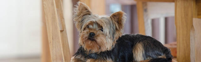 Šta oseća pas kada ga ostavimo kod kuće? Trauma nije mala, ali možemo da je olakšamo na nekoliko načina