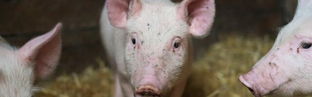 Malo prase će vam ulepšati dan! U roze haljinici šeta kao prava dama (VIDEO)