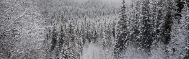 Sneg ponovo izazvao kvarove na elektromreži u zapadnoj i centralnoj Srbiji, ekipe na terenu