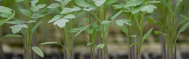 Organska proizvodnja u Srbiji na manje od 1 odsto poljoprivrednih površina