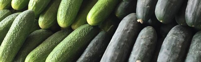 Ovo je tajna uspeha koju znaju samo iskusni baštovani: Ako sadite krastavce pored OVE BILJKE biće duplo VEĆI!