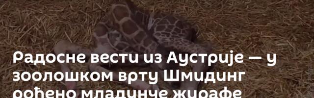 Радосне вести из Аустрије — у зоолошком врту Шмидинг рођено младунче жирафе /видео/