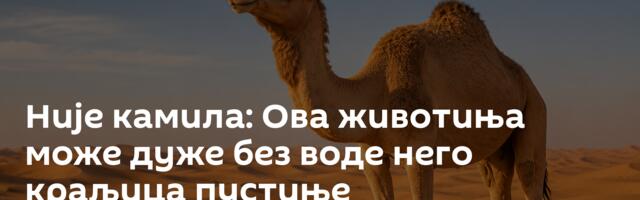 Није камила: Ова животиња може дуже без воде него краљица пустиње