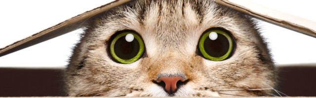 Mačka imenovana za počasnog pomoćnika ministarke, nakon što je spašena (VIDEO)