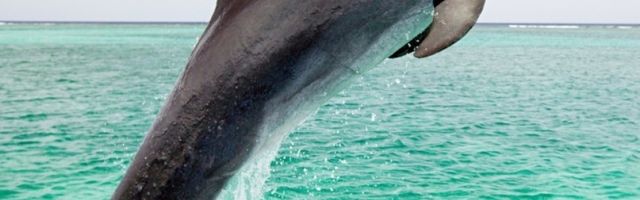 Rusku bazu u Siriji brane delfini!