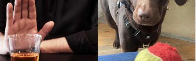 Labrador Koko posato prvi zabeleženi slučaj psa izlečenog od alkoholizma