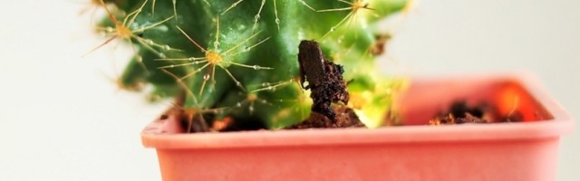 Želite li da pročistite vazduh u vašem domu? Kupite neku od ovih biljaka