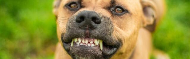 Drama u Mirijevu: Staford terijer izujedao ženu