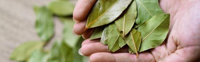 Stavite LOVOROV LIST pod tepih i preko noći ćete rešiti problem koji muči mnoge