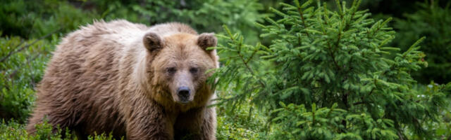 MEDVED NAPAO UČENIKE NA ŠKOLSKOM IZLETU Ima povređenih!