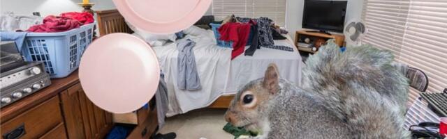 RADIOAKTIVNI TANJIRI I VEVERICE U PINK SOBAMA! Šokantna ispovest stanodavaca u Srbiji o stanarima iz pakla koji su im UNIŠTILI ŽIVCE I NEKRETNINE!