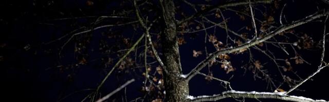 Ranom zorom u seču badnjaka: Prelepe praznične slike iz sela Gornja Trepča - deca se uče pravim vrednostima