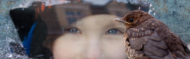 PTICE vam često sleću na PROZOR: Ovo nije nimalo slučajno, obratite pažnju i da li je golub ili vrabac!