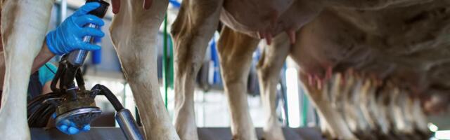 Komšije u velikom prolemu: Farme se zatvaraju MASOVNO