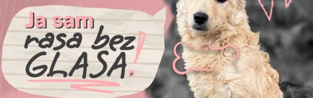 „Rasa bez glasa“: Direct Media poziva na podršku napuštenim životinjama