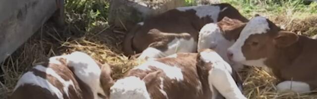 Ovo ne pamte ni najstariji: "Na farmi Miladinovića dogodilo se pravo čudo" (FOTO)