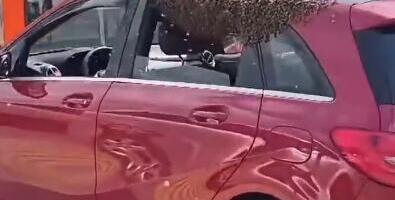 Roj pčela prekrio automobil na Trošarini: Ljudi u čudu gledali nesvakidašnji prizor - evo zbog čega se ovo dešava