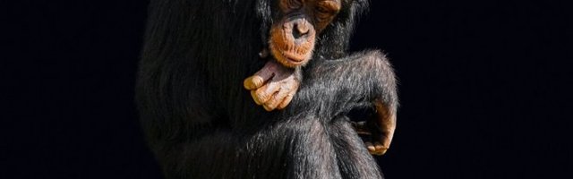 KO SI TI? Majmunče se prvi put susreće sa mladunčetom lava! (Video)