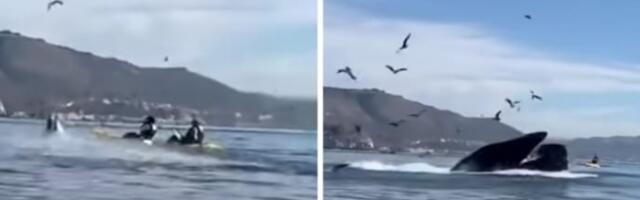 Dve žene zamalo progutao džinovski grbavi kit