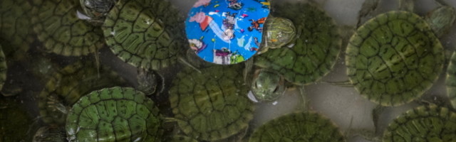 Otkrijte koji su najbolji kućni ljubimci za vaše dete