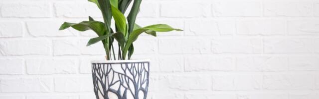 Biljka "gvozdena dama" je otporna na sve uslove! Praktično je neuništiva (FOTO)