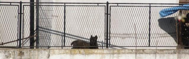 SABLASNA SCENA ISPRED DOMA DARKA LAZIĆA: U Brestaču zavlada TUGA, a na kapiji ON čeka da se Dragan vrati kući! (VIDEO)