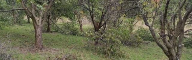 MEDVEDI DIVLJAJU GOLIJSKIM SELIMA (VIDEO)