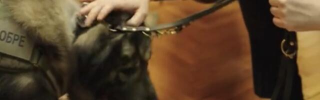 Vučićevom psu je neprijatno (VIDEO)