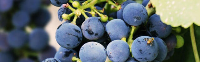 Велики подстицаји за виноградаре