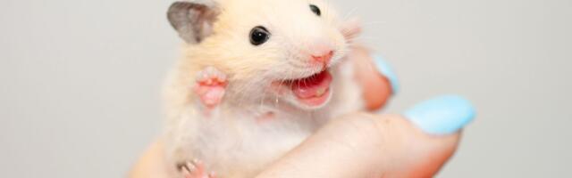 Srećan hrčak ili neutešan ljubimac: Koji su najvažniji svakodnevni pokazatelji zadovoljne životinje u domu