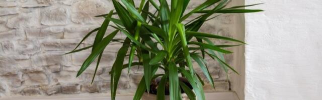 Biljka koja donosi novac i sreću u dom: Lako se neguje i trajaće godinama (FOTO)