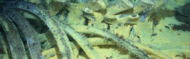 Zombi crvi su odsutni i naučnici su zabrinuti