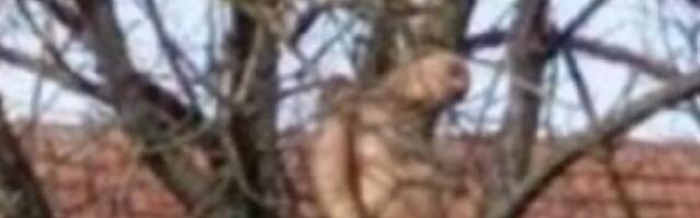 Razrešena misterija: Evo otkud  "gola žena" na drvetu u kraljevačkom selu