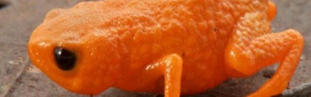 Nova vrsta sićušne žabe boje bundeve otkrivena u šumama Brazila, nazvana po predsedniku te zemlje