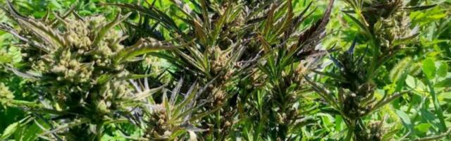 IMAO PLANTAŽU, PA UHAPŠEN U stanu napravio laboratoriju