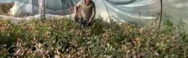 Ovu biljku možete da gajite na balkonu: Zarada po aru donosi 100.000 dinara, laka je za održavanje