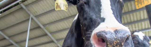 Захтев за хитне консултације са ЕК због проблема на тржишту млека